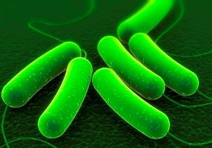 E.coli bakteri di dapur